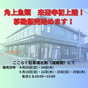 角上魚類 移動販売